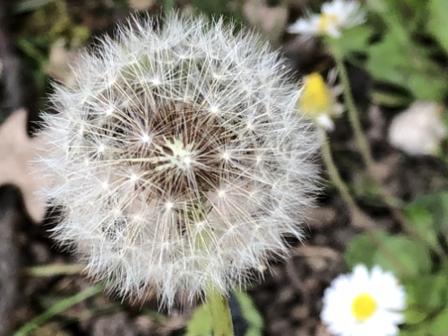 nature in close up